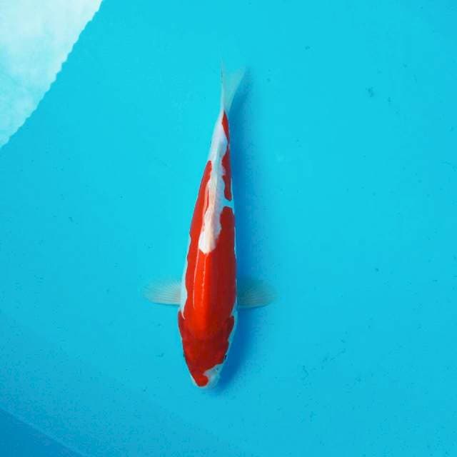 i. Kikushui Luna || 26 cm