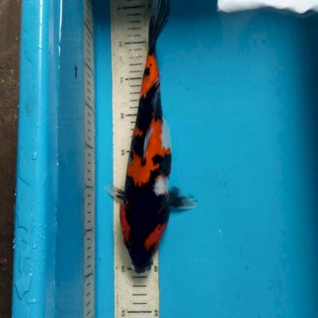 Showa sanshoku 33cm