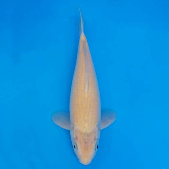 Karashi