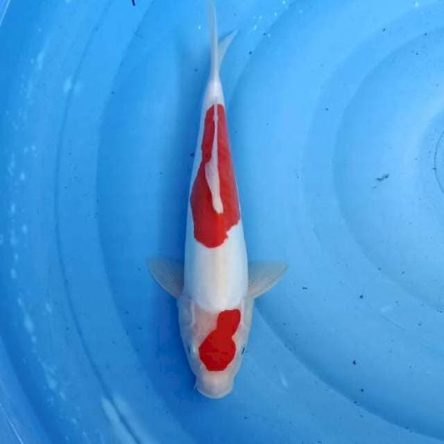 Maruten kohaku doitsu