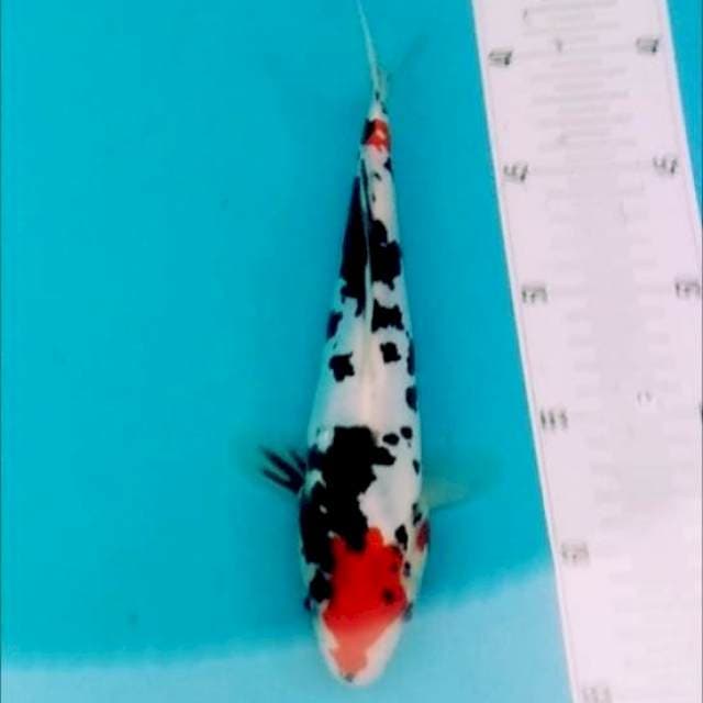 TANCHO SANKE DOITSU 27CM