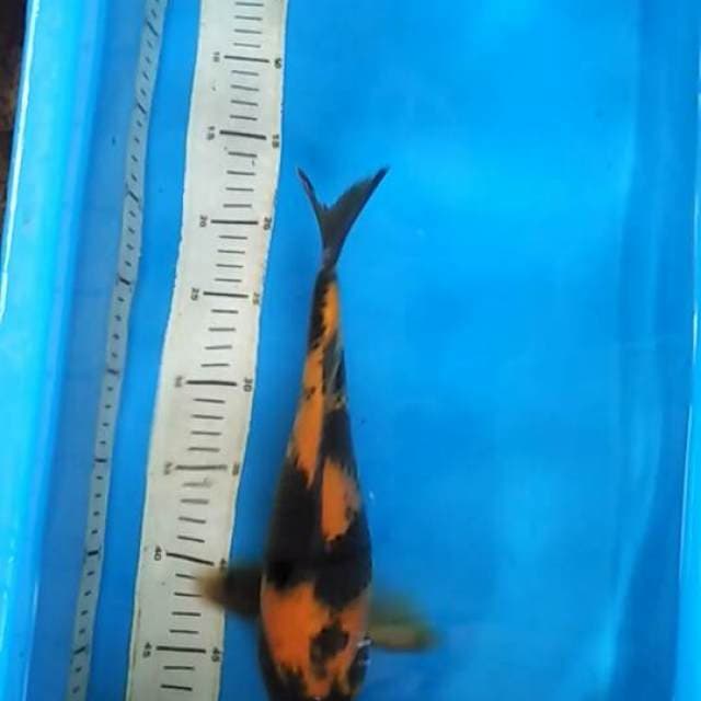 UTSURI JUMBO