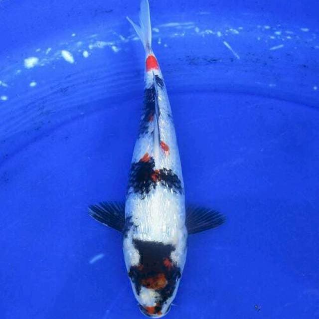 Maruten showa ginrin±25cm