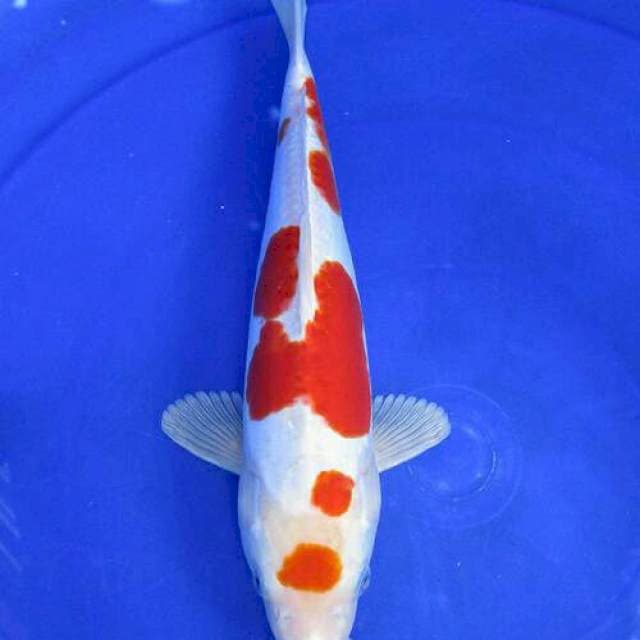 Doitsu kohaku ±28cm