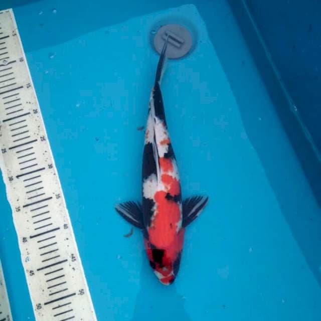 Showa 40cm Female