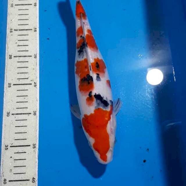SANKE 32 CM
