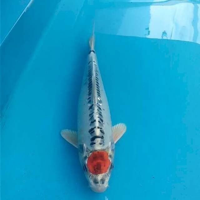 Tancho 33cm