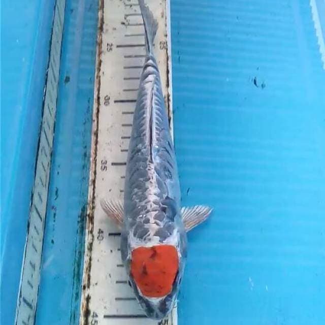 Tancho Aragoke Kujaku 24cm