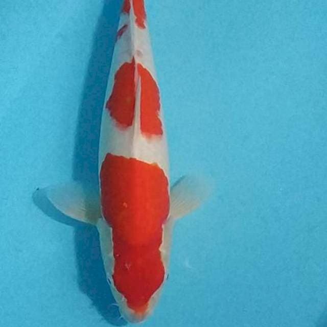 Sandan kohaku