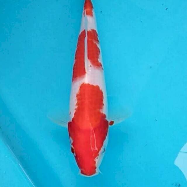 Kohaku step 3 lumayan 21cm