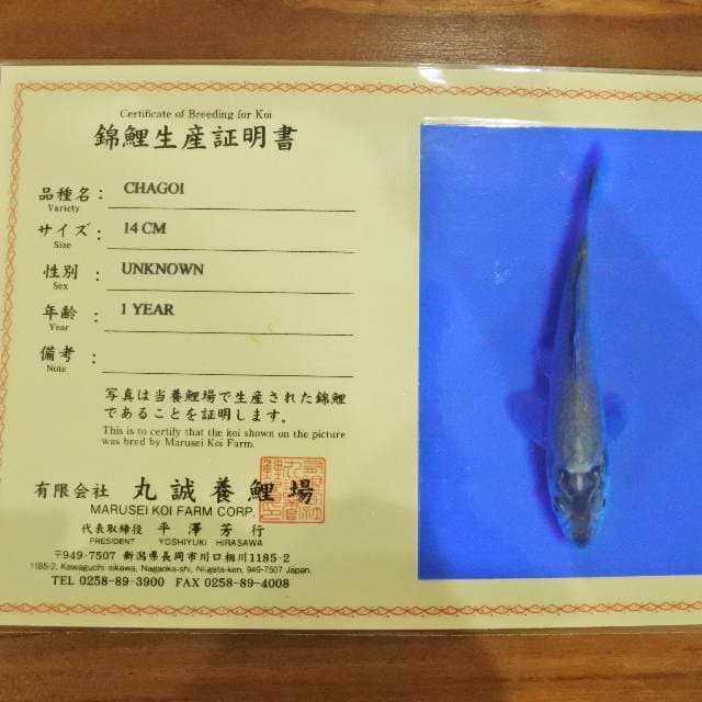 Chagoi (Marusei) 14cm. Impor dan Sertifikat
