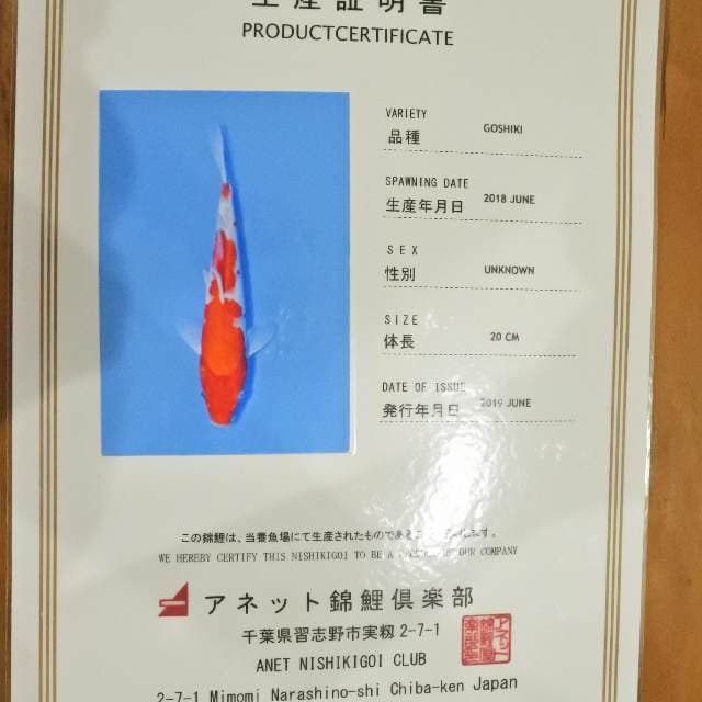 Goshiki (Anet) 20cm. Impor dan Sertifikat
