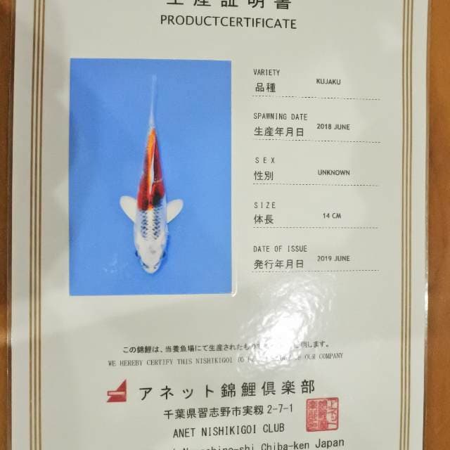 Kujaku (Anet) 14cm. Impor dan Sertifikat