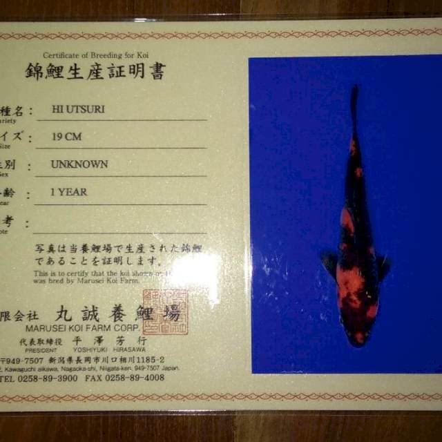 Hi Utsuri (Marusei) 19cm. Import dan Sertifikat