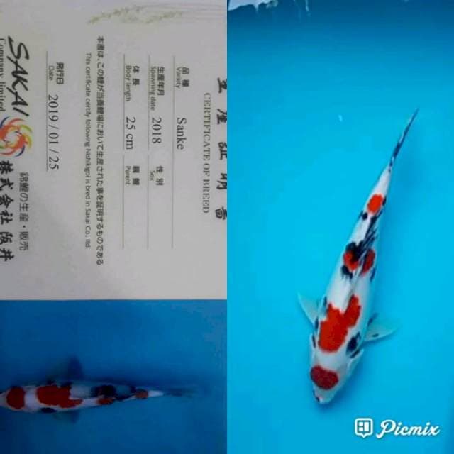 Maruten Sanke, Sakai Farm