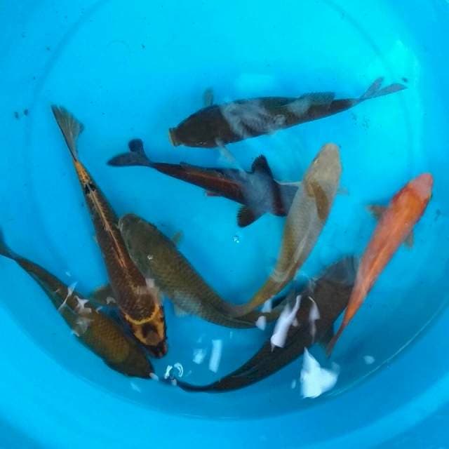 19-23cm mix