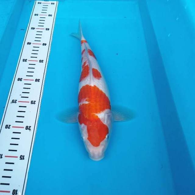 Bulky kohaku original bakat jumbo