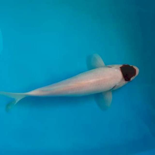 T. Goromo
