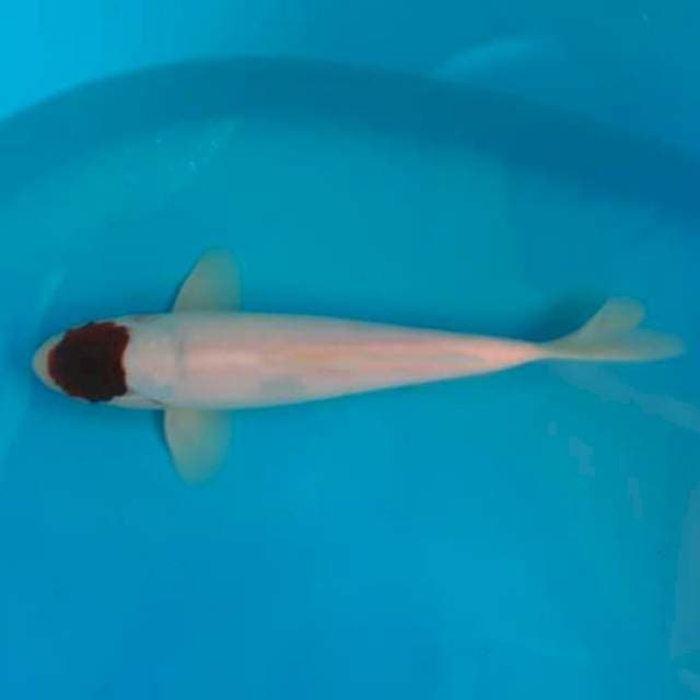 T. Goromo