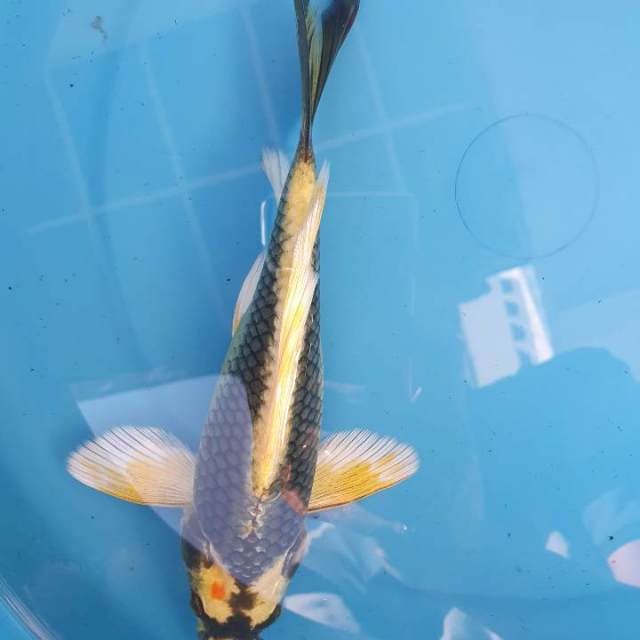 Kabuto Kumpay Hikari 21cm