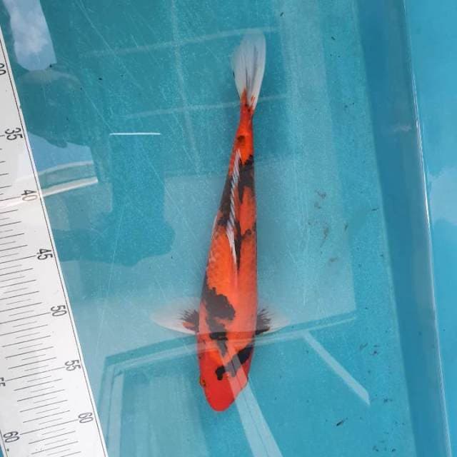 Hi Showa Motogoro 32cm
