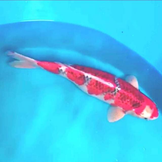 50cm Red goshiki bulky tob markotob