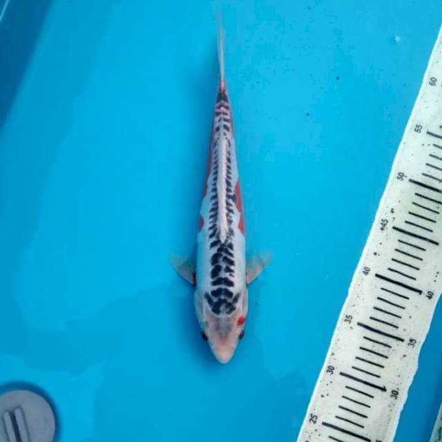 Shusui 32cm # w.a 0823_3399_5647