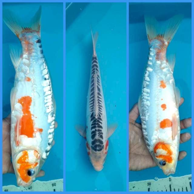Shusui 32cm # w.a 0823_3399_5647