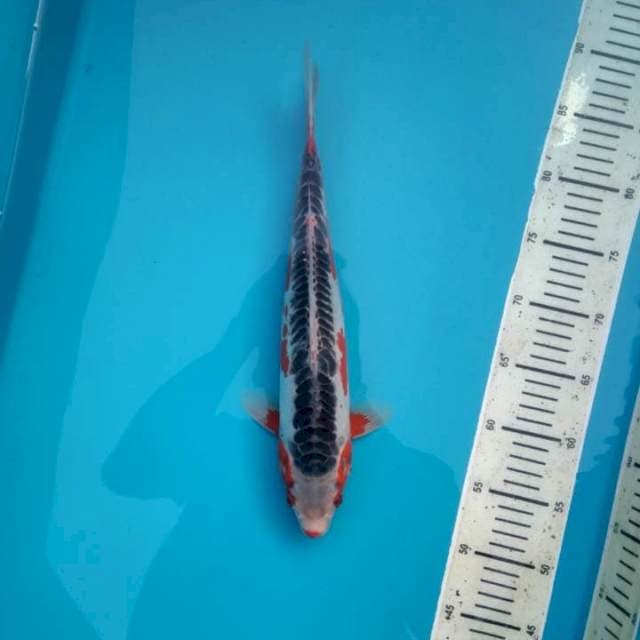 Shusui 35cm # w.a 0823_3399_5647
