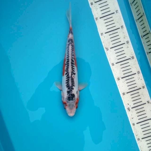 Shusui 33cm # w.a 0823_3399_5647
