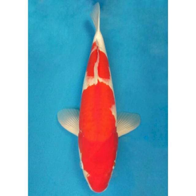 Ogata Kohaku