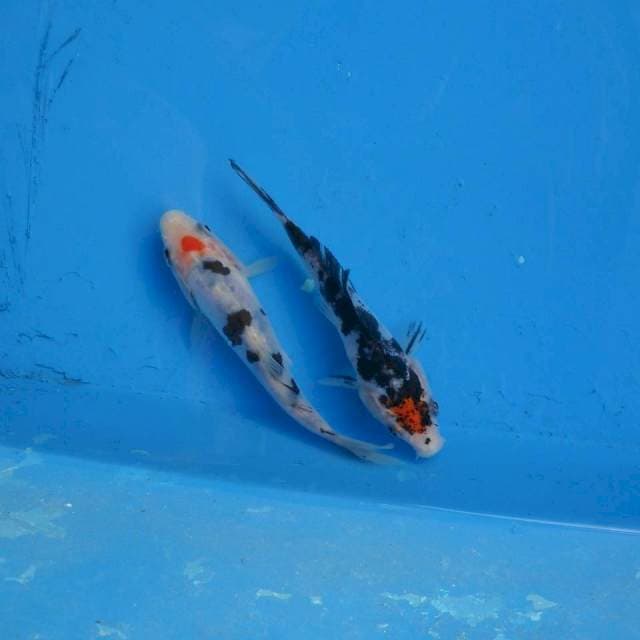 Duo Maruten Beni Kumon F1