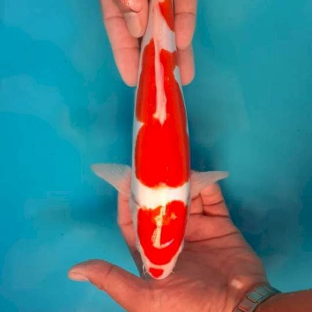 Kohaku