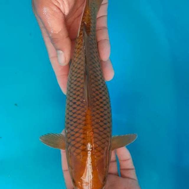 Tembaga
