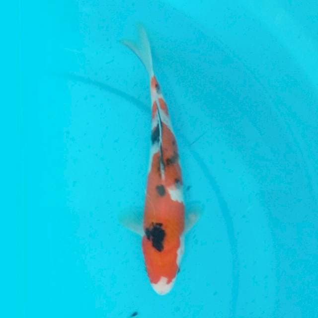 TAISHO SANKE - 23CM