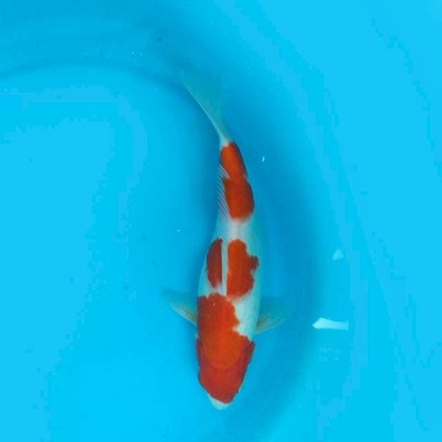 SANDAN KOHAKU - 26CM