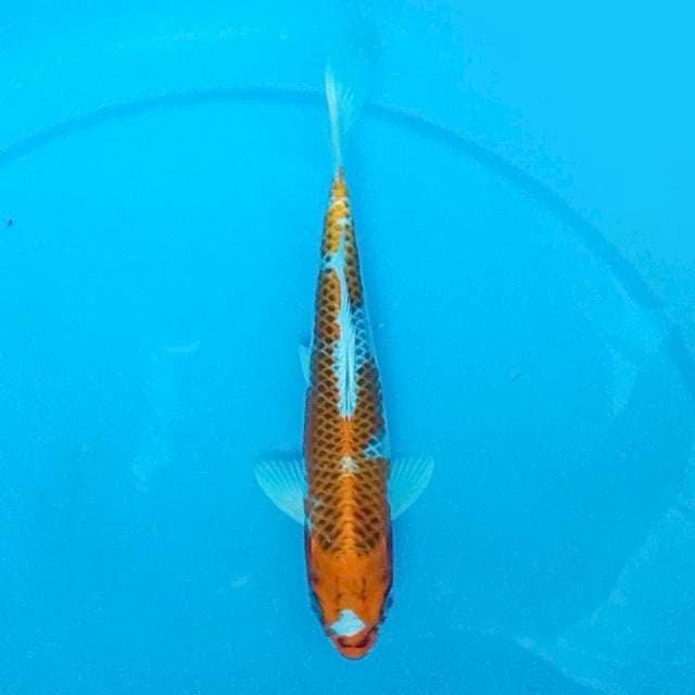 ORANGE CERAH - 22CM