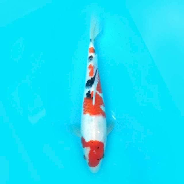 KACAMATA SANKE - 28CM