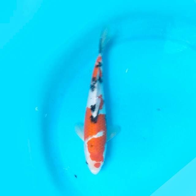 LUNCH - 25CM