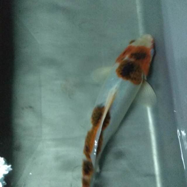 Goromo Bulky