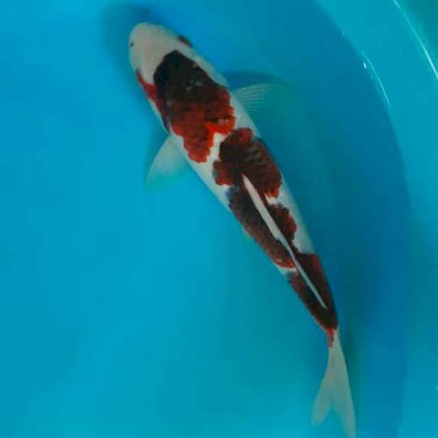 Goromo