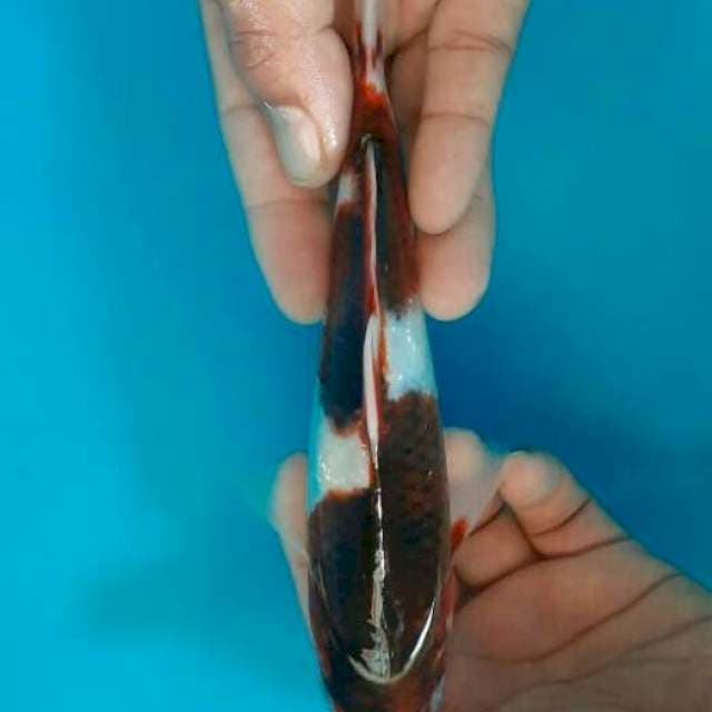 Budo goromo