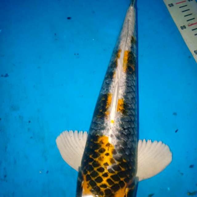 42cm