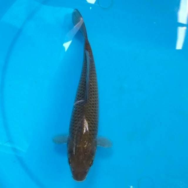 Chagoi