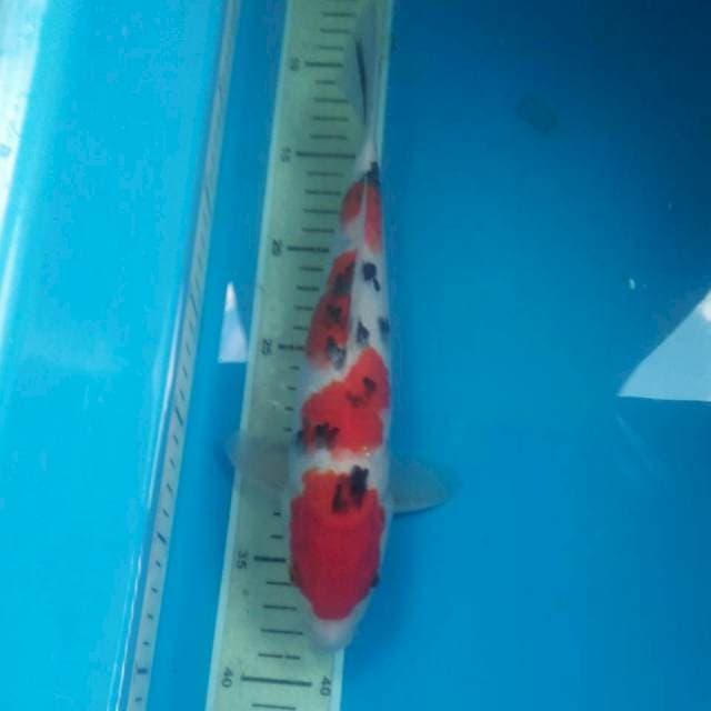 Sanke 29 cm
