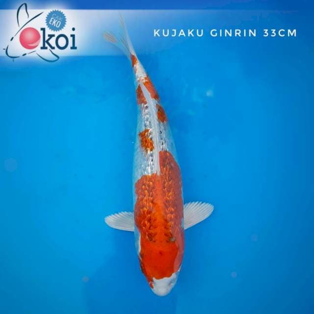 Kujaku ginrin full blink blink 33cm