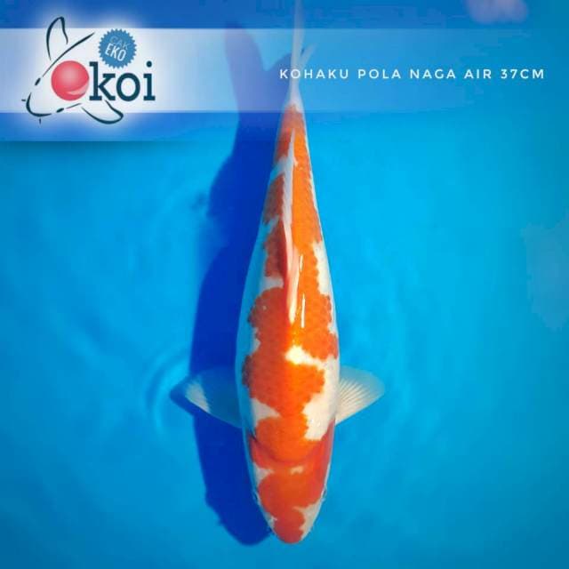 Kohaku naga air... super bulky 37cm male OB 0 rupiyah