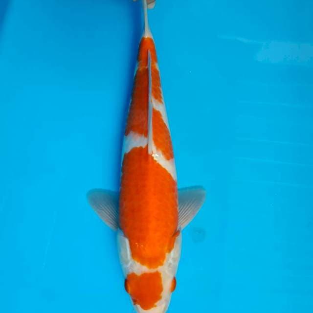 Maruten kohaku