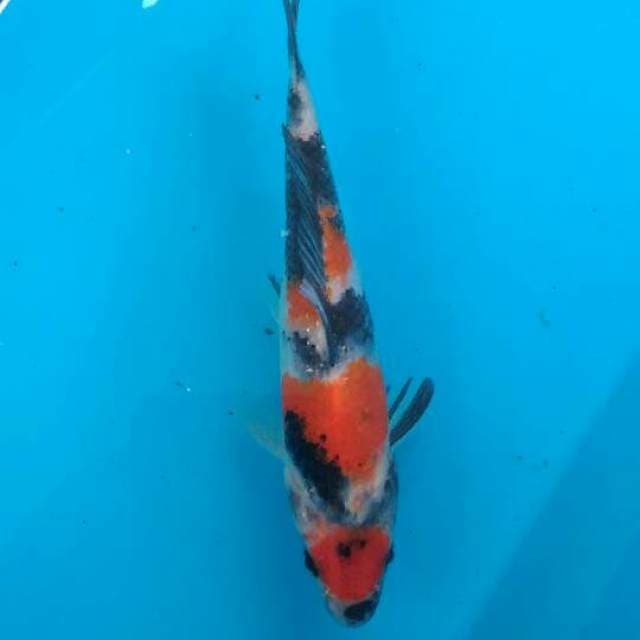 Maruten showa 21 cm