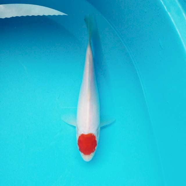 7. Tancho Kohaku || 25 cm